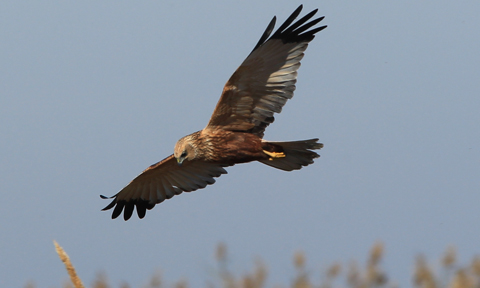 Veure article complet La recuperación del Aguilucho lagunero en la Comunitat Valenciana