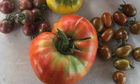 Veure article complet Variedades tradicionales para recuperar ecosistemas y promover la dinamización rural agroecológica