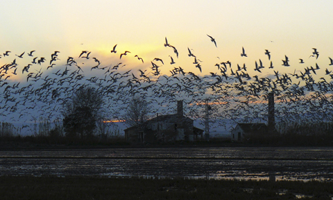Birding Albufera celebra diez años con una nueva web y el objetivo de divulgar el humedal