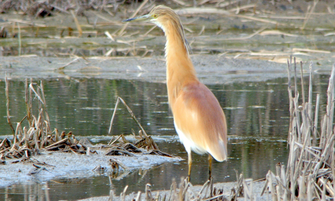 Veure article complet Garcilla cangrejera (Ardeola ralloides)