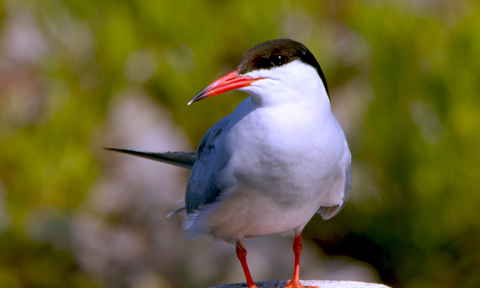 Veure article complet Charrán común (Sterna hirundo)