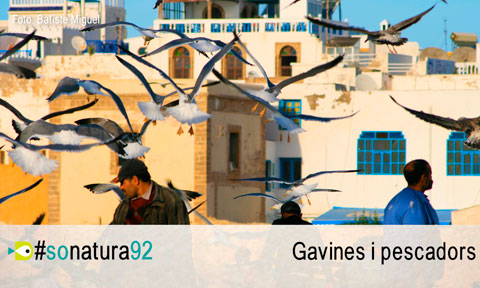 El So de la Natura 92 - El gavinot