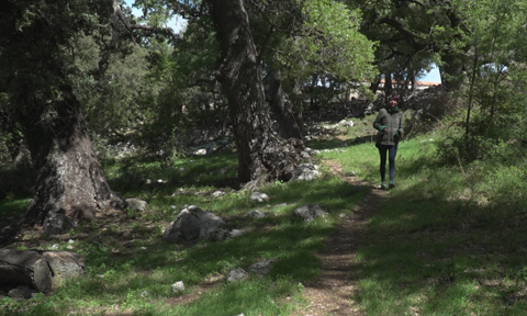 Veure article complet Los últimos bosques eurosiberianos