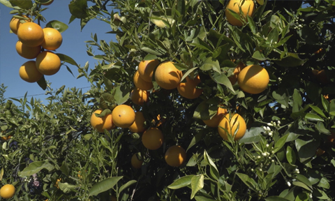 Veure article complet Transitar hacia la producción ecológica de los cítricos