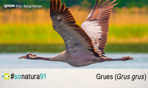 El So de la Natura 91: Grues (Grus Grus)