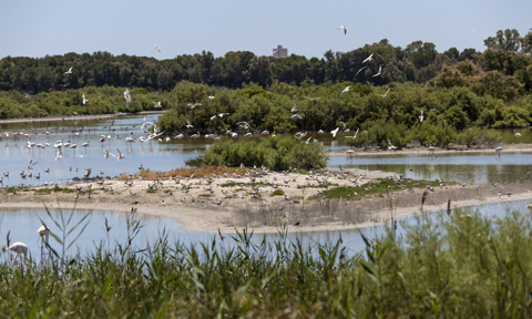 Censo de aves acuáticas nidificantes de l’Albufera 2020