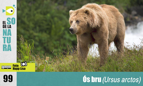 El So de la Natura 99: L'ós bru