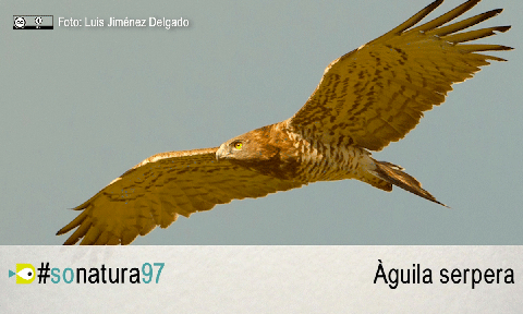 El So de la Natura 97: L’àguila serpentera i la primavera