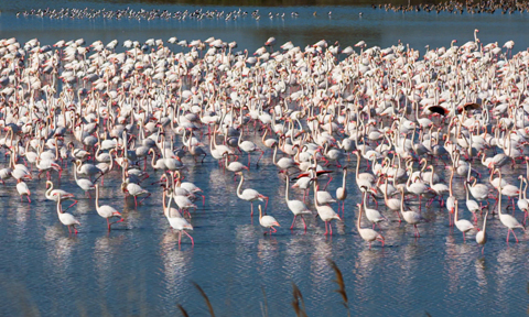 Als flamencs li agrada l'Albufera