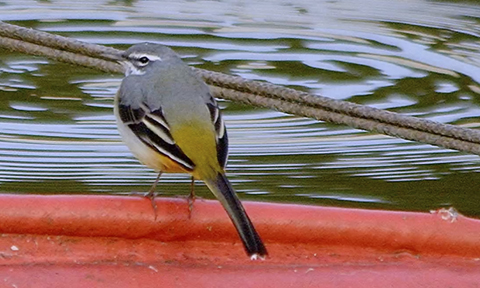 Veure article complet Lavandera cascadeña (Motacilla cinerea)