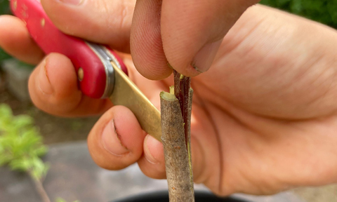 Veure article complet Pacto por la recuperación y revalorización de las Variedades Tradicionales de Cultivo