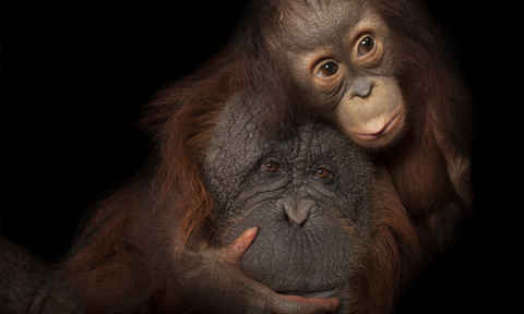 Veure article complet Joel Sartore el fotógrafo de las especies en peligro de extinción