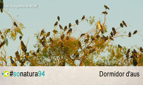El So de la Natura 94: Corbes marines