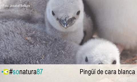 El So de la Natura 87: Pingüí de cara blanca (Eudyptes schlegeli)