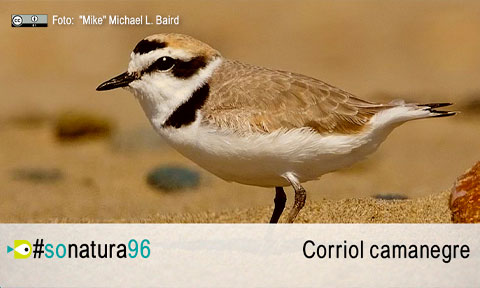 El So de la Natura 96: el corriol camanegre 