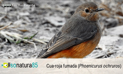 El So de la Natura 85: Colirrojo tizón (Phoenicurus ochruros)
