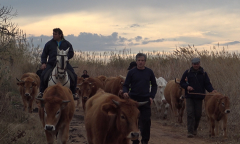 Veure article complet El viaje de las vacas, la herradura valenciana, asociación XALOC...