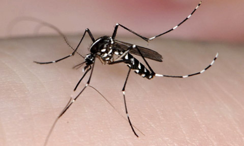 Veure article complet Comienza el Plan Provincial contra los Mosquitos en Castelló