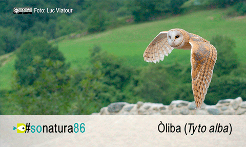 El So de la Natura 86: Òliba (Tyto alba)