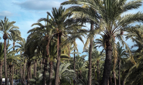 El Palmeral de Elx: un oasis europeo