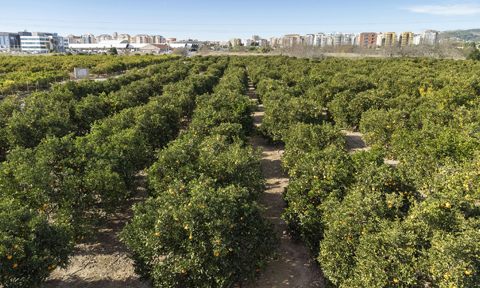 Veure article complet Castellón de la Plana incentiva la agricultura ecológica y la ganadería.