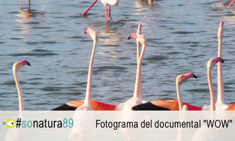 El So de la Natura 89: Els flamencs