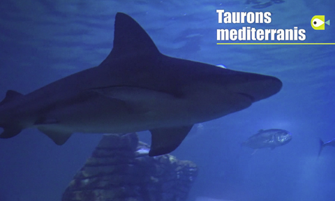 Tiburones, de metáfora del miedo a héroes de la evolución