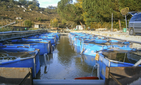 Piensos 100% ecológicos para la acuicultura ecológica